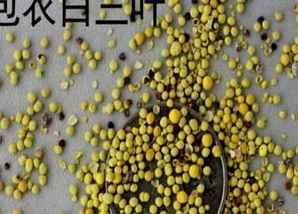 白三叶种子图片，包衣白三叶种子图片