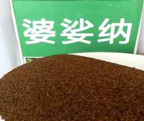 婆婆纳草价格，婆婆纳种子多少钱一斤