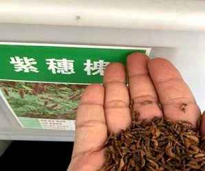 紫穗槐净籽种子怎么种，紫穗槐籽的种植方法