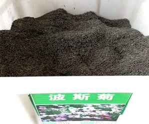 波斯菊种子多少钱一斤图片，波斯菊种子多少钱一斤