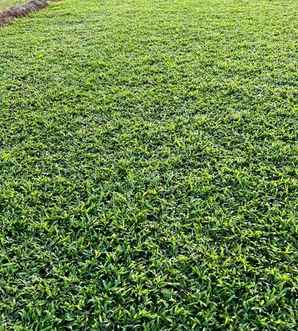 护坡适合种大叶油草吗，大叶油草种植养护方法