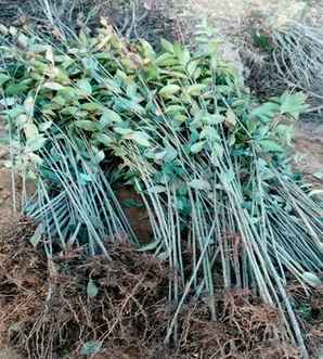 大叶女贞的种植技术，四川大叶女贞种植基地