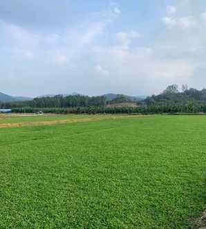 护坡适合种大叶油草吗，大叶油草种植养护方法