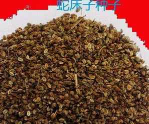 蛇床子种子价格，蛇床子种子种植方法