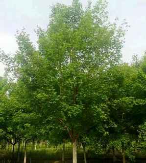 元宝枫基地在什么位置，元宝枫基地