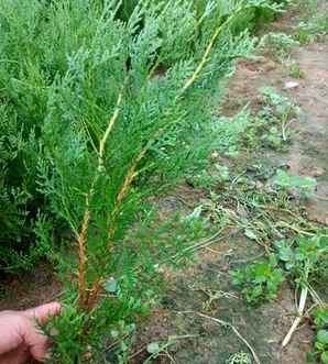 焦南侧柏种植基地，侧柏的种植技术