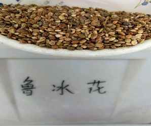 鲁冰花种子多少钱一斤，鲁冰花种子一克多少粒