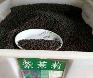 紫茉莉种子的种植方法和时间，紫茉莉种子种植前需要泡水吗