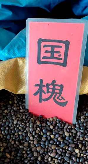 国槐种子种植方法，国槐种子怎么发芽