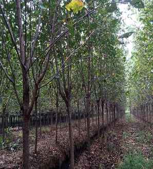 樱花树价格，樱花树价格文案