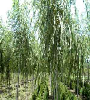 江门垂柳种植基地，垂柳基地