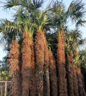 棕榈树基地，棕榈树哪里产量最多