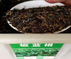 板蓝根种子多少钱一斤，板蓝根种子在哪里出售
