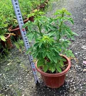 醉蝶花种苗哪有售，醉蝶花小苗产地在哪里