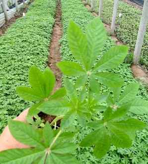 醉蝶花小苗哪里有卖的，辽宁醉蝶花小苗供货商