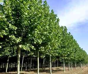 速生法桐最新求购信息，速生法桐苗木价格价格