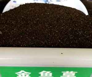 金鱼草种子种植方法，金鱼草种子多少钱一斤