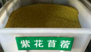 紫花苜蓿每平米用多少种子，紫花苜蓿种子种植技术规程