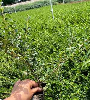 平枝栒子植物价格高吗，平枝栒子观赏价值