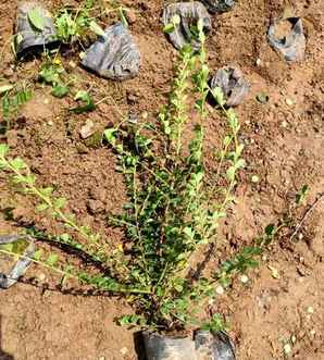 平枝栒子植物价格高吗，平枝栒子观赏价值
