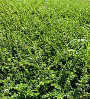 平枝栒子植物价格高吗，平枝栒子观赏价值