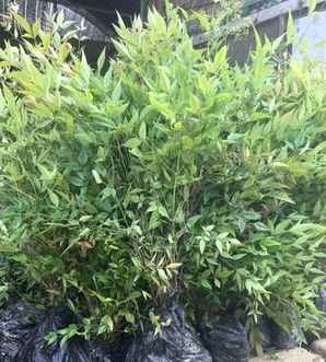 南天竹叶有药用价值吗，南天竹价格和药用价值