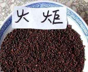 火炬种子照片，火炬种子怎么播种