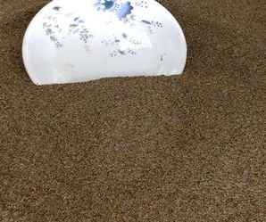 白晶菊种子图片大全，白晶菊种子多少钱一斤
