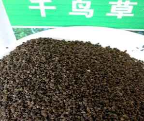 千鸟草籽，百目草籽