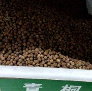 鄢陵青桐树价格，青桐树种子多少钱一棵