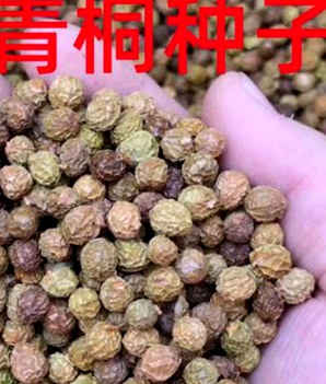 鄢陵青桐树价格，青桐树种子多少钱一棵