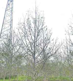 枫香树苗小苗价格如何，枫香树小苗基地