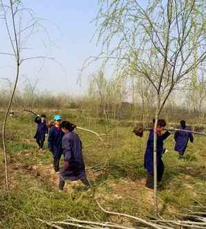 信阳湾柳树火龙果基地，柳树基地