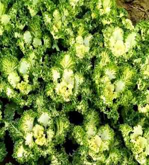 羽衣甘蓝种植间隙，羽衣甘蓝苗期