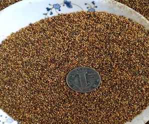 紫花地丁种子何时采收，紫花地丁种子怎么种？最佳种植时间？