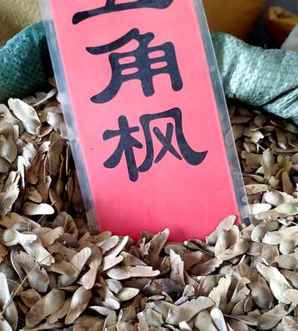 五角枫种子怎么播种催芽，五角枫种子浸泡催芽多长时间