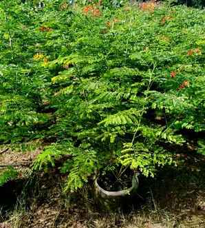 洋金凤种植小技巧图片视频，洋金凤种植技术