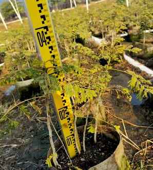 洋金凤种植小技巧图片视频，洋金凤种植技术