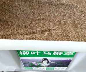柳叶马鞭草种子价格，柳叶马鞭草育苗方法