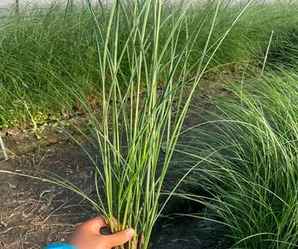 细叶芒种植密度，细叶芒种植密度