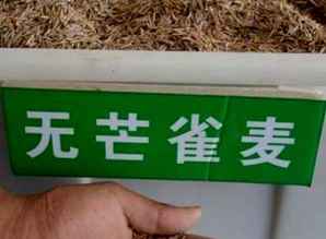 无芒雀麦种子介绍，无芒雀麦的生物学特征和栽培技术
