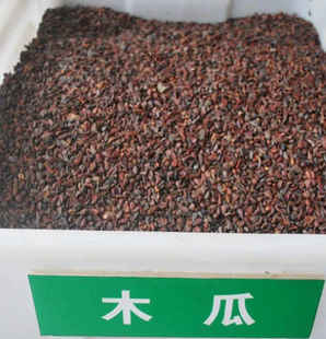 木瓜树种子木瓜苗，木瓜树种子多少钱一斤