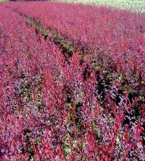 紫叶小檗盆景的养护，紫叶小檗微型盆景图片