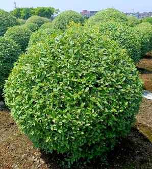 金姬小蜡球适合北京种植吗，金姬小蜡球基地