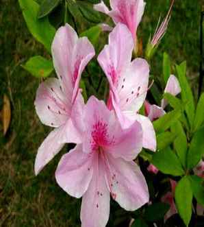 夏鹃花常绿吗，夏鹃是常绿还是落叶