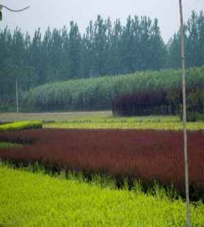 紫叶小檗盆景的养护，紫叶小檗微型盆景图片