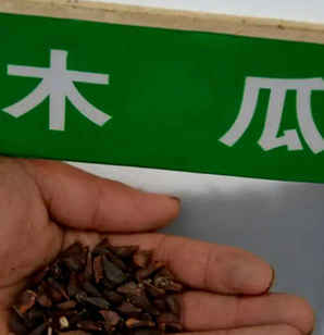 木瓜树种子木瓜苗，木瓜树种子多少钱一斤