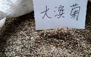 大滨菊种子高清图片，大滨菊种子介绍