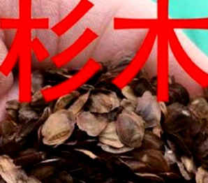 杉木种子图片，杉木种子怎么育苗