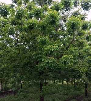 重阳木产地在哪里，重阳木价格表大全